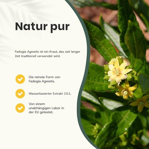 Cupplement Fadogia Agrestis Capsules 500 Mg 60 Vegan Capsules - Testosterone – Alternative To Tongkat Ali - 2