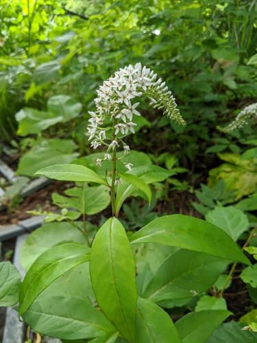 観葉植物 山野草」の人気商品一覧・価格比較 - 価格.com