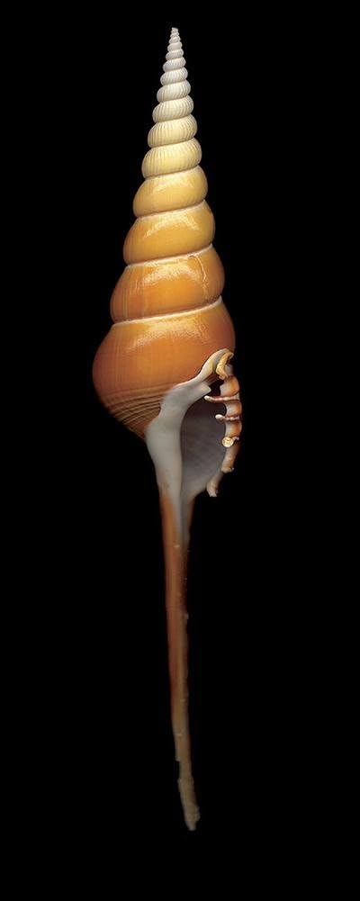 Amazon.com: Spindle Tibia Art Print Art Poster Print by Harold ...