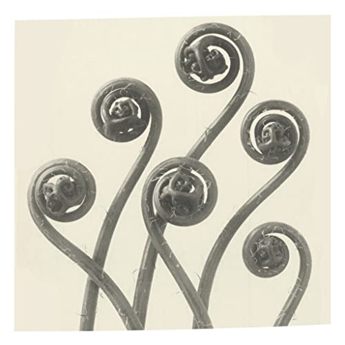 Affiche fougère spirale noir et blanc poster nature vintage pour décoration salon