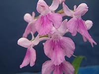 Aー156,ウチョウラン銘品 綾姫 増殖