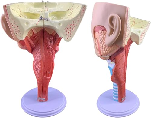 Modèle de gorge larynx trachée anatomique avec cavité nasale pour enseignement
