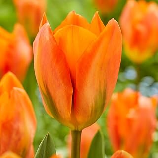 Orange Emperor Tulip Bulbs, Red-Tipped Perennial Spring Flowers, 12 Count