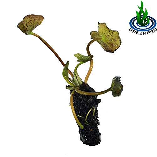 (Nymphaea Chromatella) Hardy Water Lily Tuber Live Water Plants for Pond Balcony Porch Decorations by Greenpro