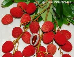 Fresh Lychees (2lb)