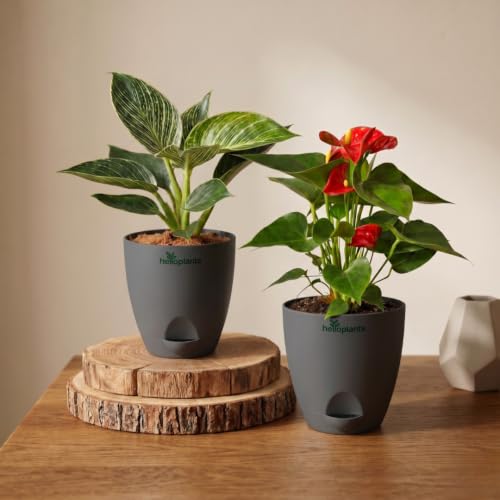 Image of Philodendron Birkin & Anthurium Live Indoor 2-Plant Combo in 4-Inch Self-Watering Matte Grey Pots | Exotic Designer Houseplants for Luxury Home, Living Room & Office Decor