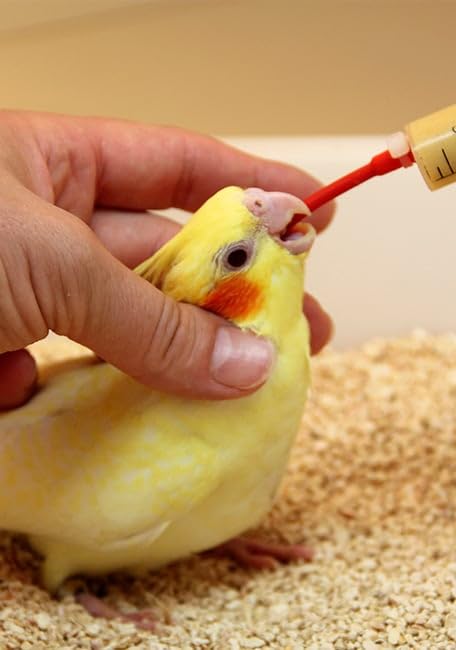 Birds Imported Handfeeding Tube for Parakeets, Parrots, Cockatiels, Macaws, and All Exotic Birds (Only Tube) 12 Inches, Connect with Any Type of Syringes-image-40