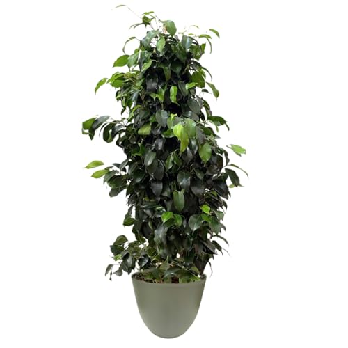 I GIARDINI DI GIULIA - Ficus benjamina Ø22 cm H100 cm – Pianta da Interno Sempreverde & Purificatrice d’Aria, Resistente e Slanciata | Coprivaso in Plastica Riciclata (Verde rosamrino)