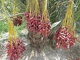 Phoenix dactylifera Arab Khajoor Premium Barhee Date Class 1 True Date Live Fruit Tree Plant 40 to 50 cm (Yellow)