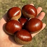 銀寄栗3L?4Lサイズ 1kg新栗秋の味覚?