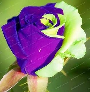 25 Farben Rare Rose Blumen Samen DIY Garten Supplie Hausgarten Staude Blumen Schöne Bonsai Pflanze 50 STK: Only Seeds