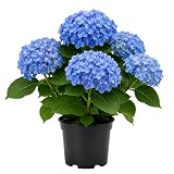 Blue Hydrangea Live Plant, Vibrant Flowering Shrub, 6-12 Inch in Pot
