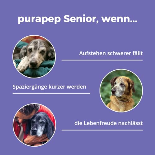 purapep Senior Power – 5-Fach Nährstoffkomplex mit Molkenprotein, Omega-3, Taurin & Vitaminen für Hunde & Katzen Senioren – Muskelaufbau & Fitness-Booster im Alter – Pulver | 280g