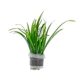 SubstrateSource Dwarf Sagittaria Subulata Live Aquarium Plant for Freshwater Planted Fish Tanks - Aquatic Potted Plants (Bunch)