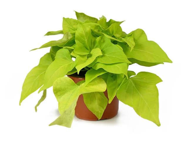 MVKR Live Beautiful Golden Sweet Potato Vine Ornamental House Plant I (B0BHRGBCPF) Amazon Price History, Amazon Price Tracker