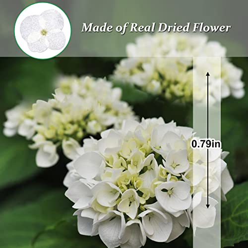 60 Flores Secas de Hortensia Blanca para Manualidades miniatura 2