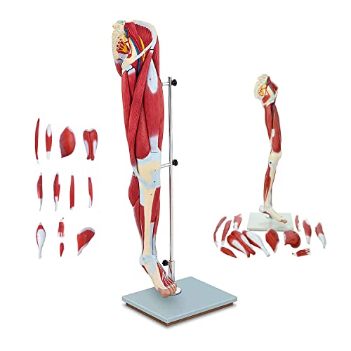 UWYTGF Teaching Model Tools,Muscle Leg Model 13 Pieces Medical Teaching Model Human Lower Limb Muscle Anatomy Model Neurovascular Arteriovenous Leg Bone Thigh Ligament Medical Nursing Mod