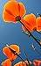 1000 ORANGE CALIFORNIA POPPY Eschscholzia Californica Flower Seeds