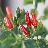 Pepper Plant Hot Chili Pepper Live Plants for Growing, 80 Days Old Plants (Chile Pequin)