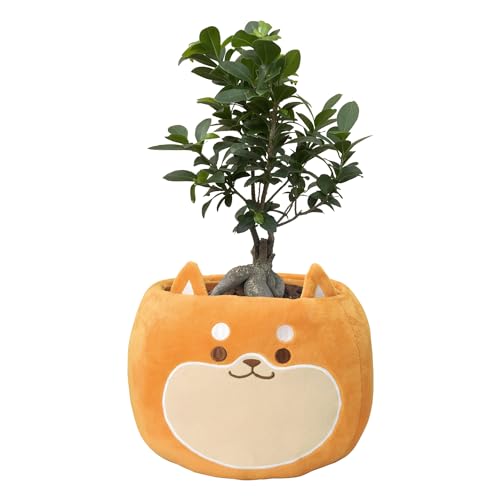 Ԃ̃Mtg KW} KW}̖ ϗtA ~j A KW}A Č 5