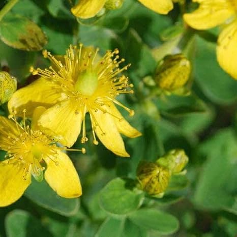 カテゴリ ハーブ苗 苗の通販 By 在庫確認 プロフ必読お願い ラクマ 花の苗 セントジョーンズワート ハンドメイ カテゴリ ハーブ苗 苗の通販 By 在庫確認 プロフ必読お願い ラクマ 花の苗 セントジョーンズワート ハンドメイ