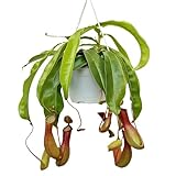 Live Pitcher Plant, Nepenthes Houseplant, Monkey Cup, Unusual Rare Plant, Office Gift, Housewarming Gift, Fully Rooted Indoor Plant, Grandma Gift, Birthday Gift in 6' Hanging Basket