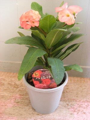 Amazon 多肉植物 ユーフォルビア 花キリン 大輪種 八福神 ピンク 5号サイズ 希少品 花 Amazon 多肉植物 ユーフォルビア 花キリン 大輪種 八福神 ピンク 5号サイズ 希少品 花