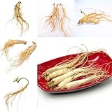 500 piezas Comprar semillas de ginseng plantas semillas variedades antiguas plantas perennes resistentes Panax ginseng, semillas de ginseng bonsái, decoración oficina semillas jardín