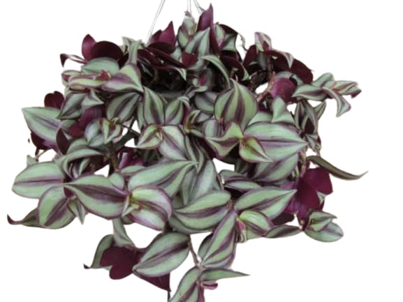 TENDER LEAVES Wandering Jew/Inch Plant/Tradescantia Zebrina/Zebrina Pendula/Hanging Indoor Air-Purifying Plant (1 Healthy Plant in Grow Bag…) For Home Decoration. (B0CT3F4G1F) Amazon Price History, Amazon Price Tracker