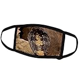 3dRose Black Pakistan Cobra Snake, Native to Pakistan - NA02 DNO0963 -. - Face Covers (fc_140246_2)