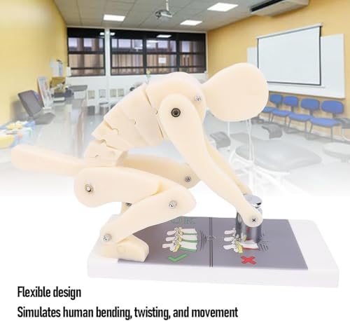 Modelo de columna vertebral interactivo para aprender posturas correctas de levantamiento 3