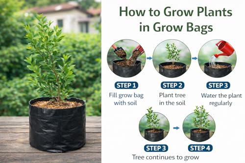 Image of Rare Very Cute Tropical Red Strawberry Guava Fruit Plant (Psidium Cattleyanum) Dwarf Healthy Live Plant for Home Garden Tree pack of 1