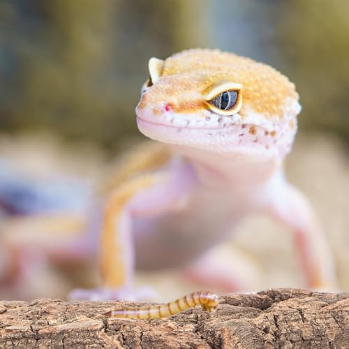 Homoyoyo Korkrinde Für Reptilien – 4 Stück Baumrinde Für Terrarien - Ideal Als Kletter- Und Versteckmöglichkeit Für Eidechsen Schildkröten Und Andere Reptilien Natürliche Dekoration