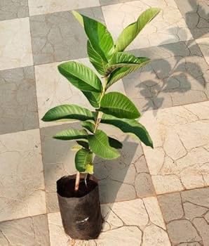 Image of Alltime Nagpur Seedless Sweet White Fleshed Guava plant,CF SG43