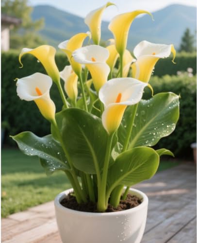 Calla Lily Bulbs. Perfect The Four Seasons Bulbs for Shaded Corners and Garden Beds,Hardy Perennial, Excellent Display-2 Bulbs-C