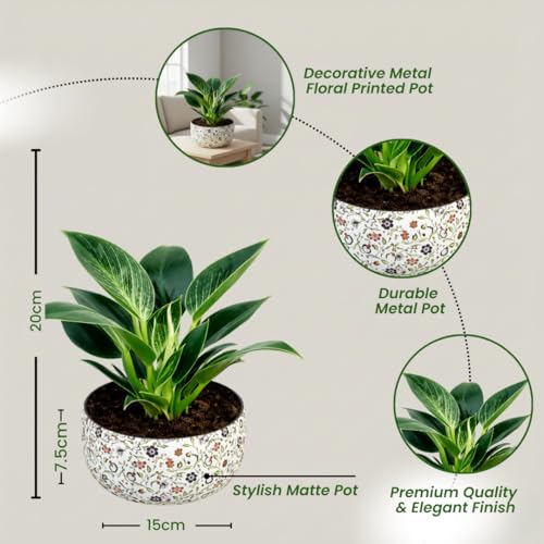 Image of Amulya Farms Indoor Plants for Home | Philodendron Birkin Live Plant in Floral Print Metal Pot | Low Maintenance Air Purifying Plants For Home.