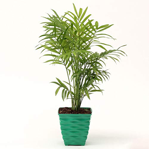 Ferns N Petals Chamaedorea Plant in Green Plastic Pot(4 X 3 Inches