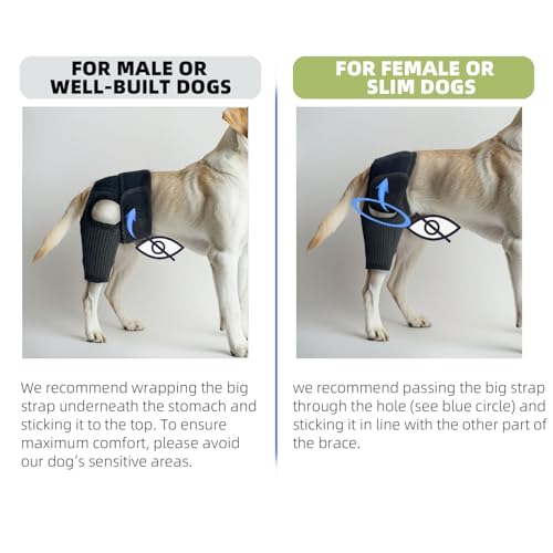 Image of Dog Hip Brace, Knee & Leg Support Brace for ACL Recovery, Ligament Injury - Breathable & Adjustable Dog Leg Brace for Senior Dogs, Post-Surgery Rehabilitation & Mobility Aid(Size S)
