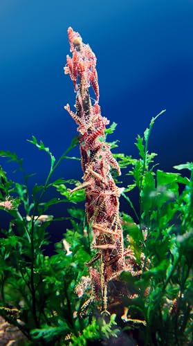 Shrimp Food Aquarium Shrimps Feeding Stick Candy Sticks Lollies (8 Pcs)