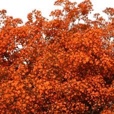 Herbe de gypse orange m.stars 70 cm : le choix d'une decoration florale premium