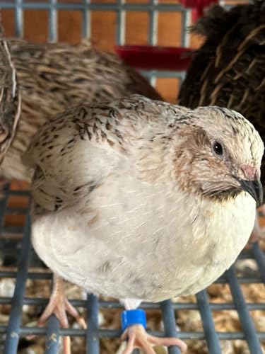 Jumbo Coturnix Quail Hatching Eggs, Organically Fed, Fresh Unwashed, 12