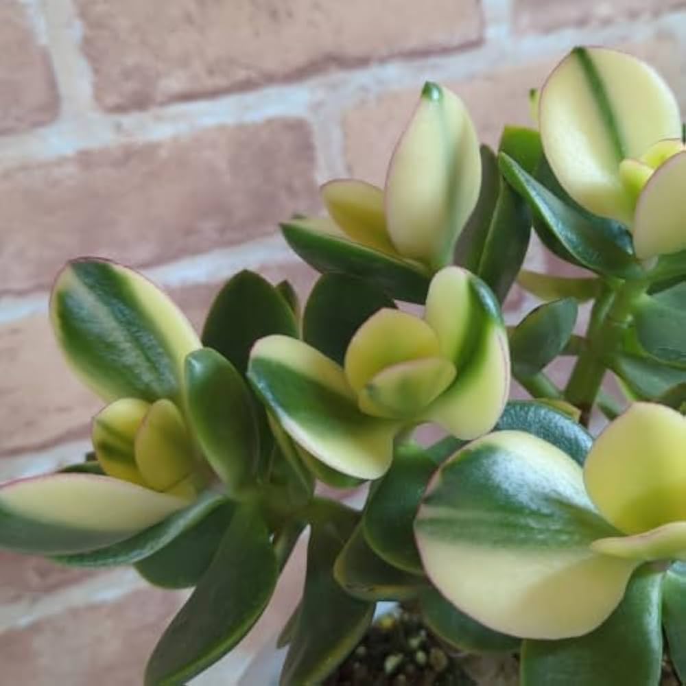 Amazon｜金のなる木（斑入り）きらめき 6号鉢（直径18cm） 多肉