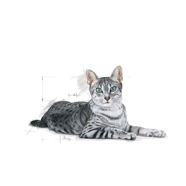 ROYAL CANIN Indoor 7+ | Doppelpack | 2 x 400 g | Alleinfuttermittel speziell für ältere Katzen die im Haus Leben | Kann die Nieren- und Harnwegsfunktion unterstützen
