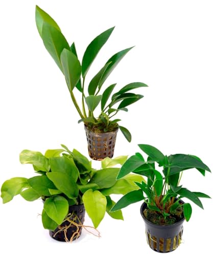 Kit Selezione Anubias: 3 Piante Acquatiche Facili da Curare - Ideale per Principianti e Acquari di Ogni Tipo