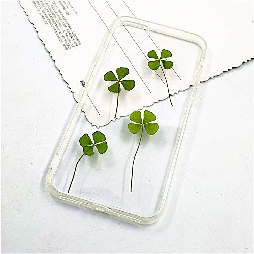 Hojas Secas Reales de Trébol de 4 Hojas Natural x48 miniatura 6