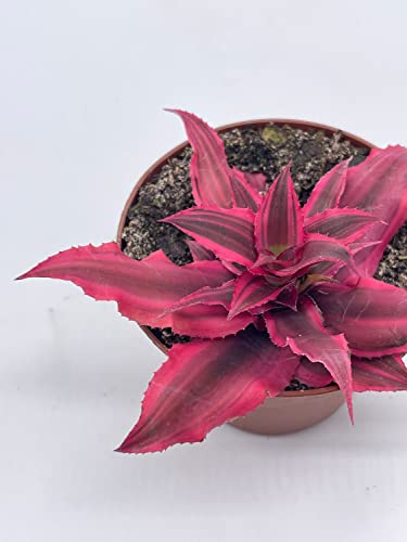 Cryptanthus Bivittatus, 2 Inch, Red Star Bromeliad, Tiny Mini Pixie Plant, Bright Pink #TOP5