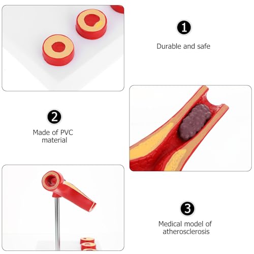 Image of Gatuida Human Blood Vessel Model Vascular Model PVC Tool Human Body Human Cardiovascular Model