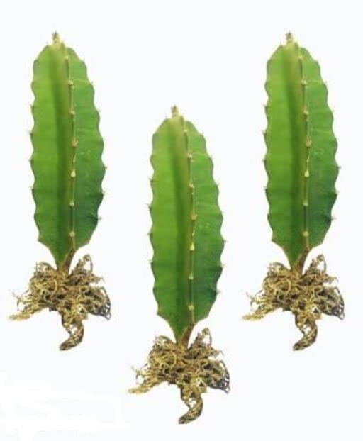 Aziz Gazi Nursery - Dragon Fruit Plant | Live Red Flesh Dragon Plant | Dragon fruit Plant with polybag (Plant Height - 8 To 9 Inc, Pack of 3) (B09YLV1K4X) Amazon Price History, Amazon Price Tracker