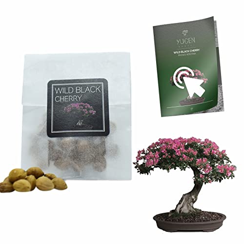 30 Wild Black Cherry Bonsai Seeds | Prunus Serotina | Growing Guide | Grow Your Own Bonsai Tree | Bonsai Beginners and Enthusiasts