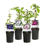 GreenboutiQ - Kletterpflanze - Clematis Rainbow - Blüte Rosa Weiß Lila Rot - Wenig Pflege - 4 Pflanzen - Topf 11cm Höhe 40cm